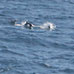 Dolphin pod escort for RV Shearwater