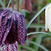 St Stephen’s Green fritillaries