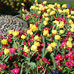 St Stephen’s Green tulips